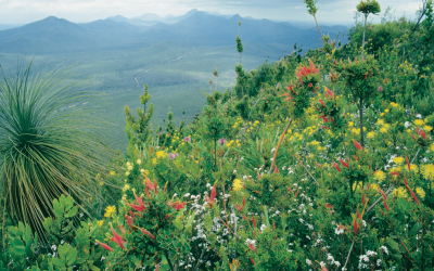 DIEBACK MAPPING AND COLLABORATION