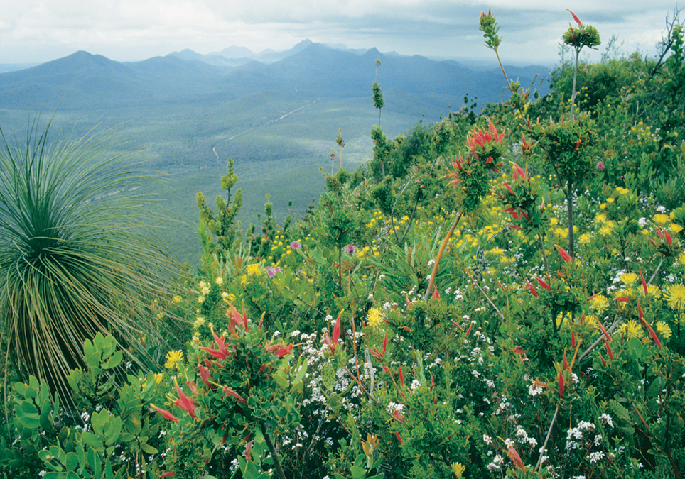 DIEBACK MAPPING AND COLLABORATION