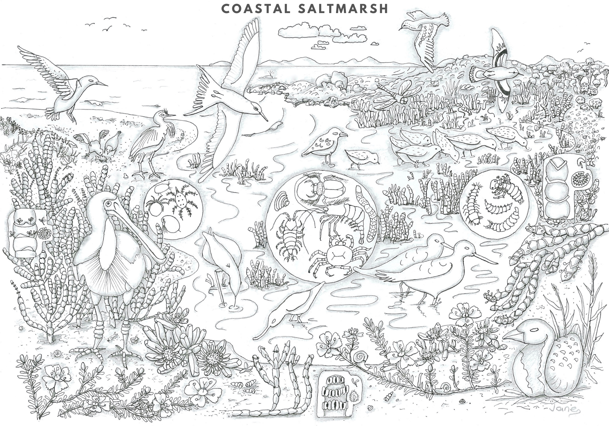 https://southcoastnrm.com.au/wp-content/uploads/2022/04/Coastal-Saltmarsh-colouring-in.pdf