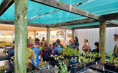 Gnowangerup native seed nursery kicking goals