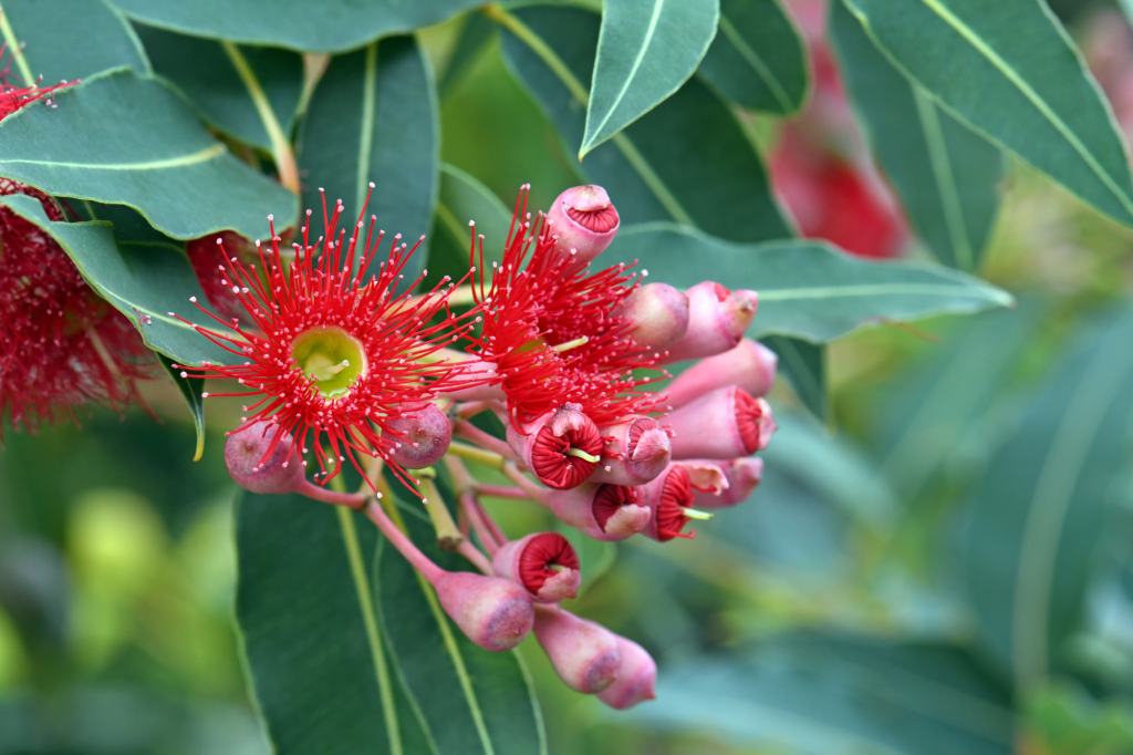 THE CHANGING SEASONS OF INDIGENOUS CALENDAR - South Coast Natural