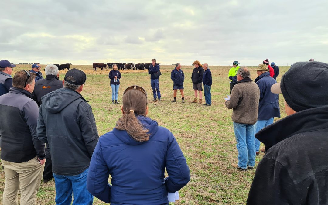 ASHEEP ANNUAL CATTLE FIELD DAY