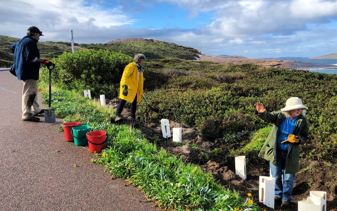 Salmon Beach tree planting a community success