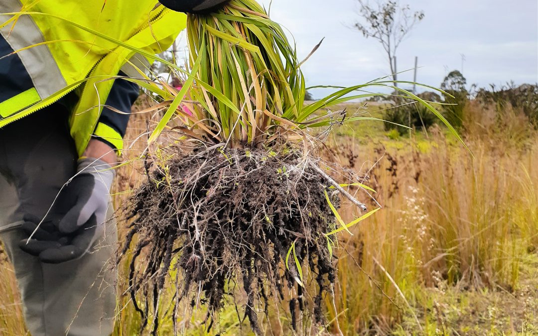 Many hands make light work tackling pampas grass at Wellington Wetlands