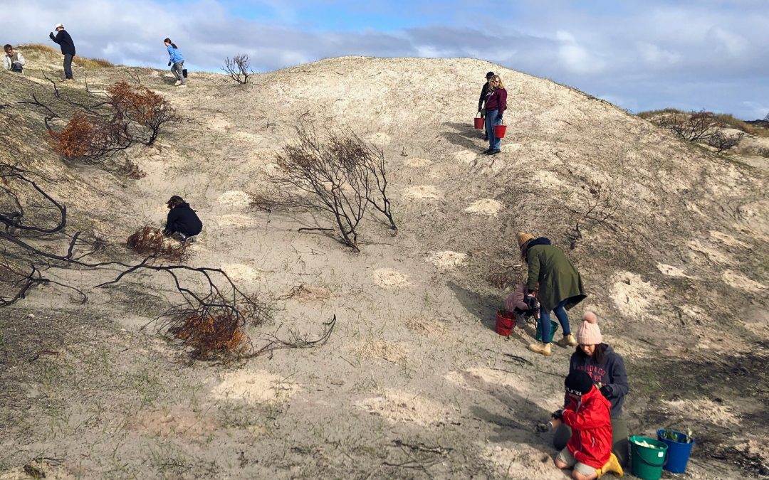 Tree planting brings environment back from the ashes