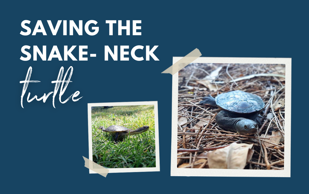 Volunteers gather to learn about our snake-neck turtle