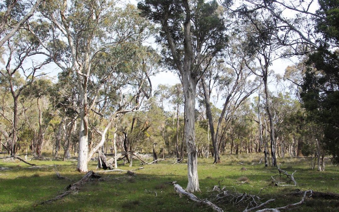 Cultural and heritage surveying on Country at Tootanellup