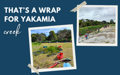 Planting season wrap up for Yakamia Creek