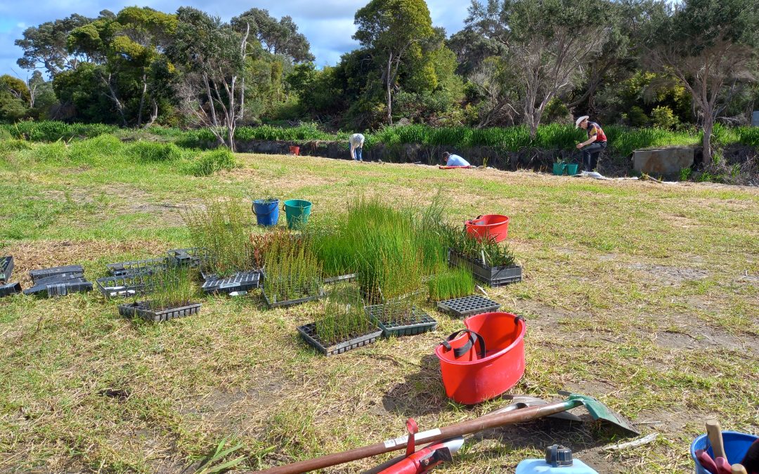 Planting season wrap up for Yakamia Creek