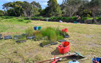 Planting season wrap up for Yakamia Creek