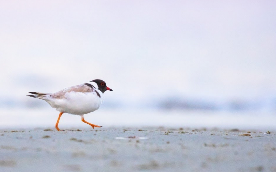 Community focus on beach nesting birds in Esperance