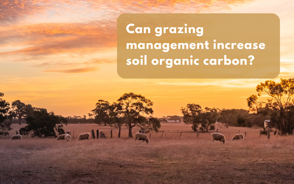 Grazing strategies just one part of the soil carbon puzzle