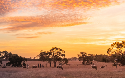 Grazing strategies just one part of the soil carbon puzzle