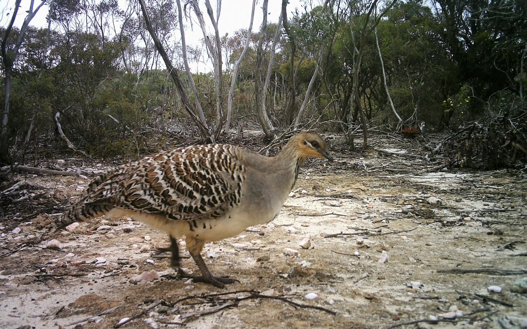 Fitz-Stirling Fauna Recovery Project success