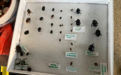 Dung beetle basics – “build your herd!”