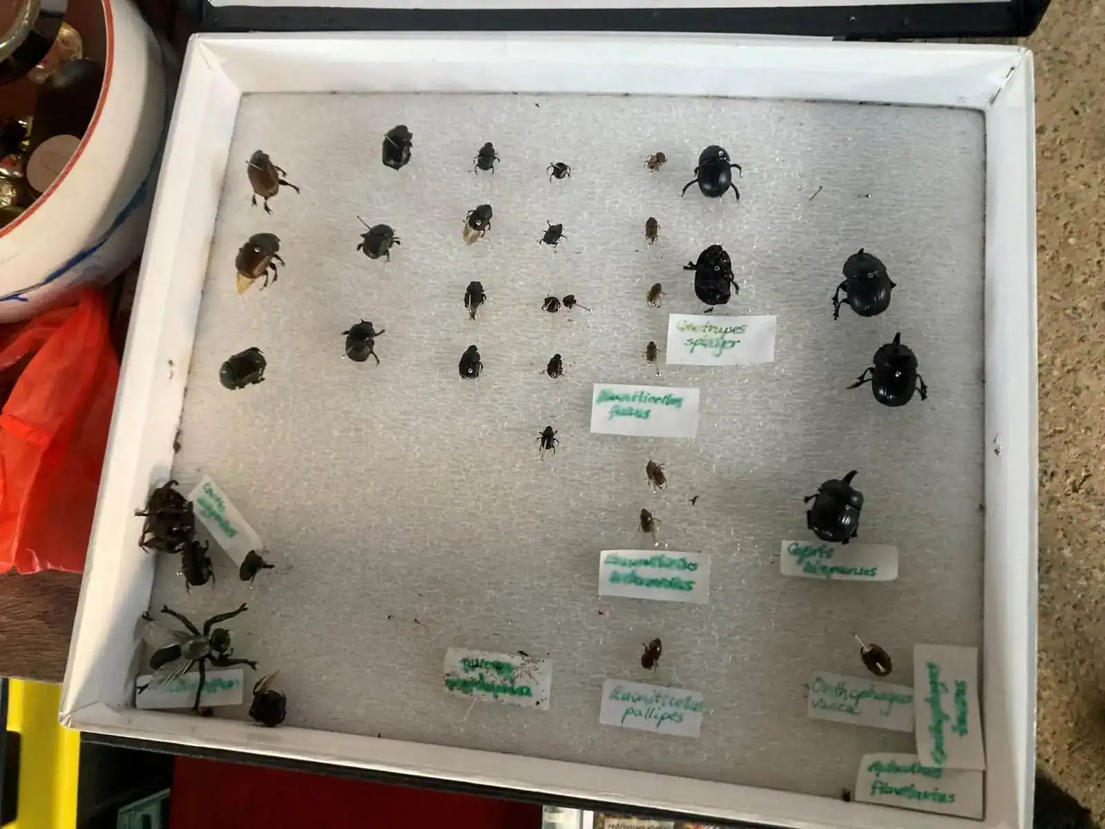 A display box with various pinned beetles, each labeled with handwritten tags on white foam.