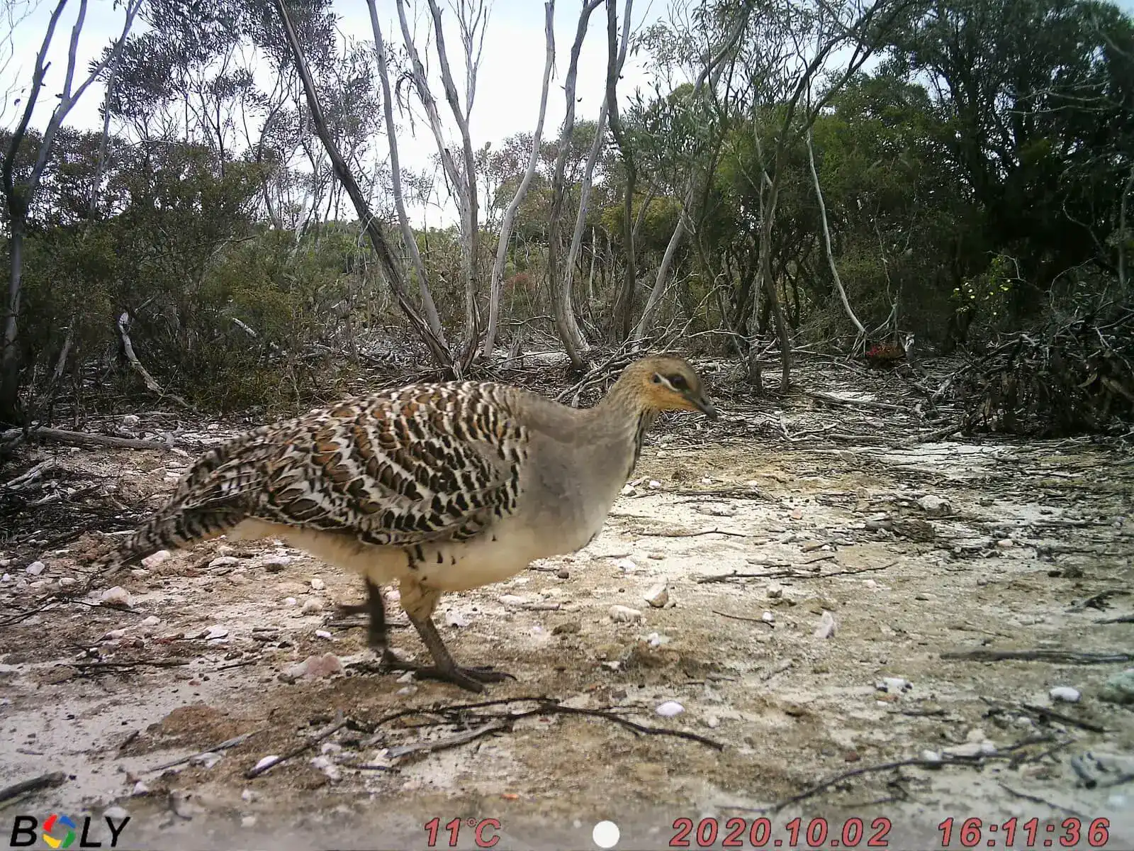 A malleefowl walks on sandy ground in a dry, bushy area, captured by a trail camera.