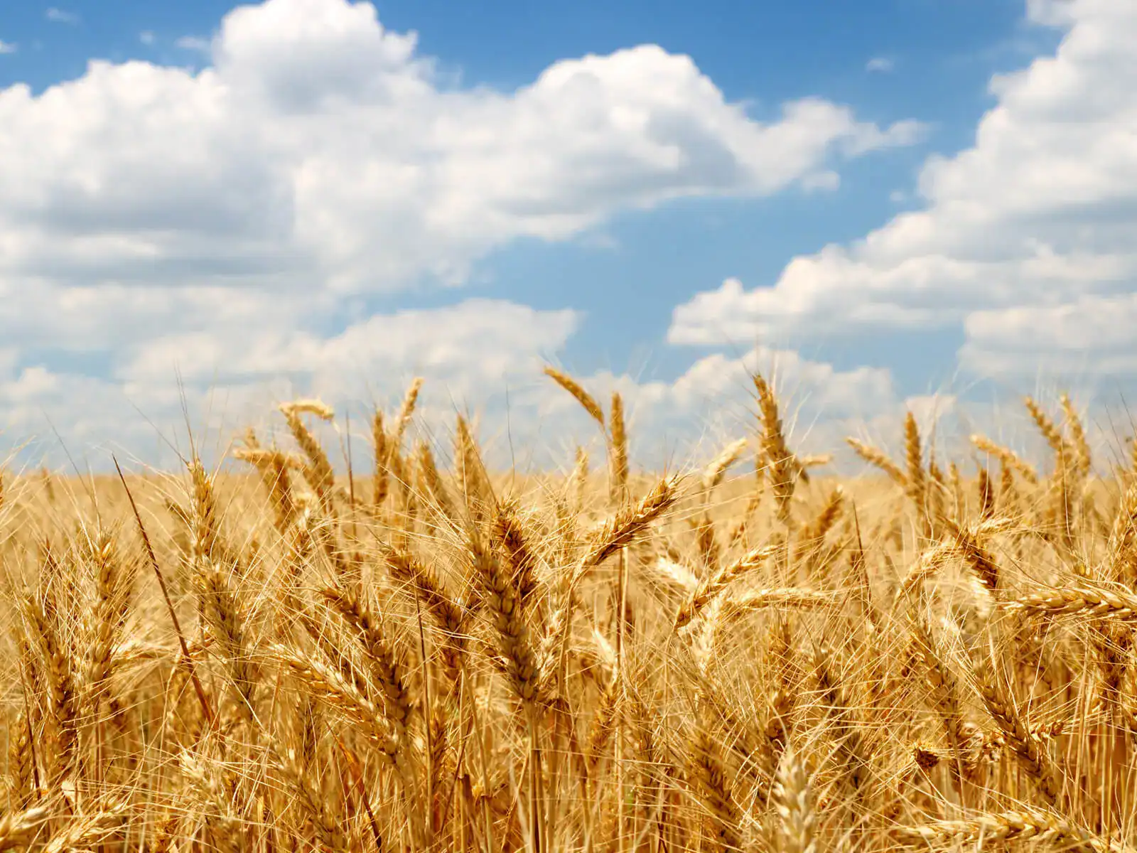 Golden wheat field under a blue sky with fluffy white clouds on a sunny day.