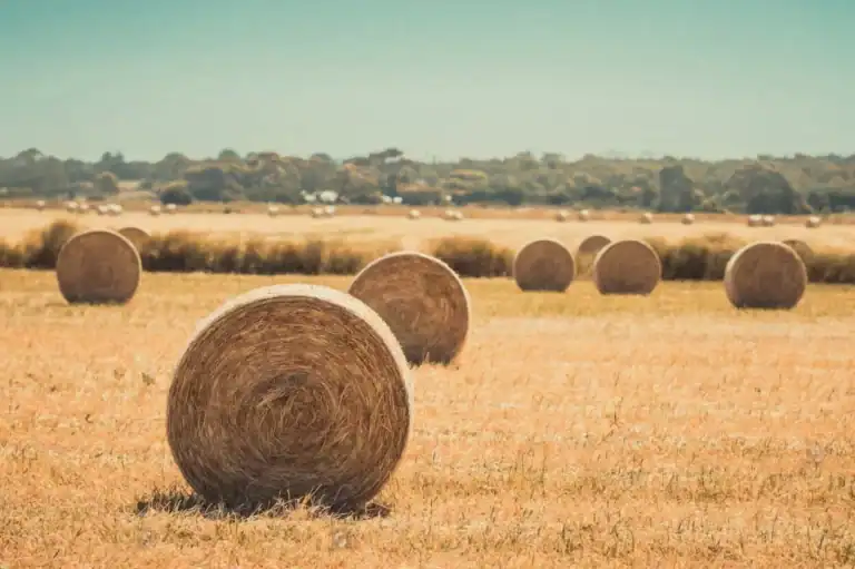 Large round hay bales scattered across a dry, golden field under a clear blue sky.