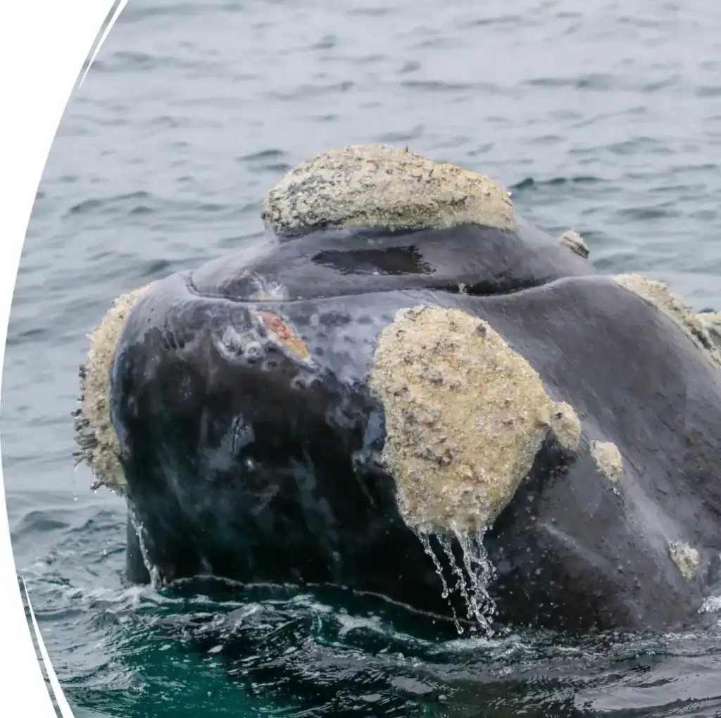 Close-up of a whale’s head with callosities, emerging from the surface of the ocean.
