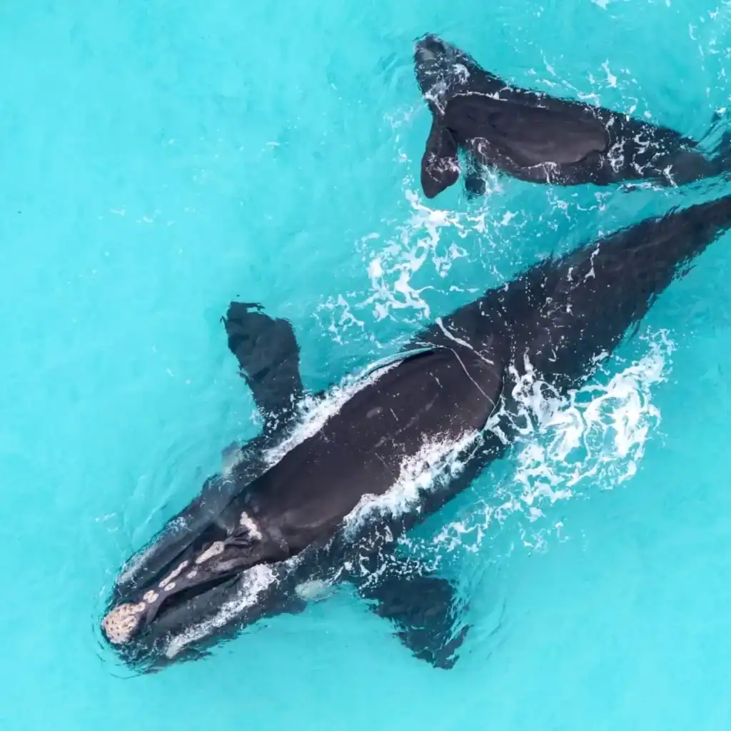 Two whales swimming closely together in clear blue water, viewed from above.