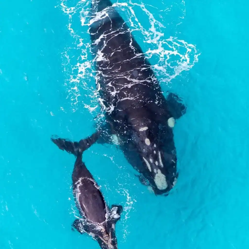 Aerial view of a large whale and a smaller whale swimming together in clear blue water.