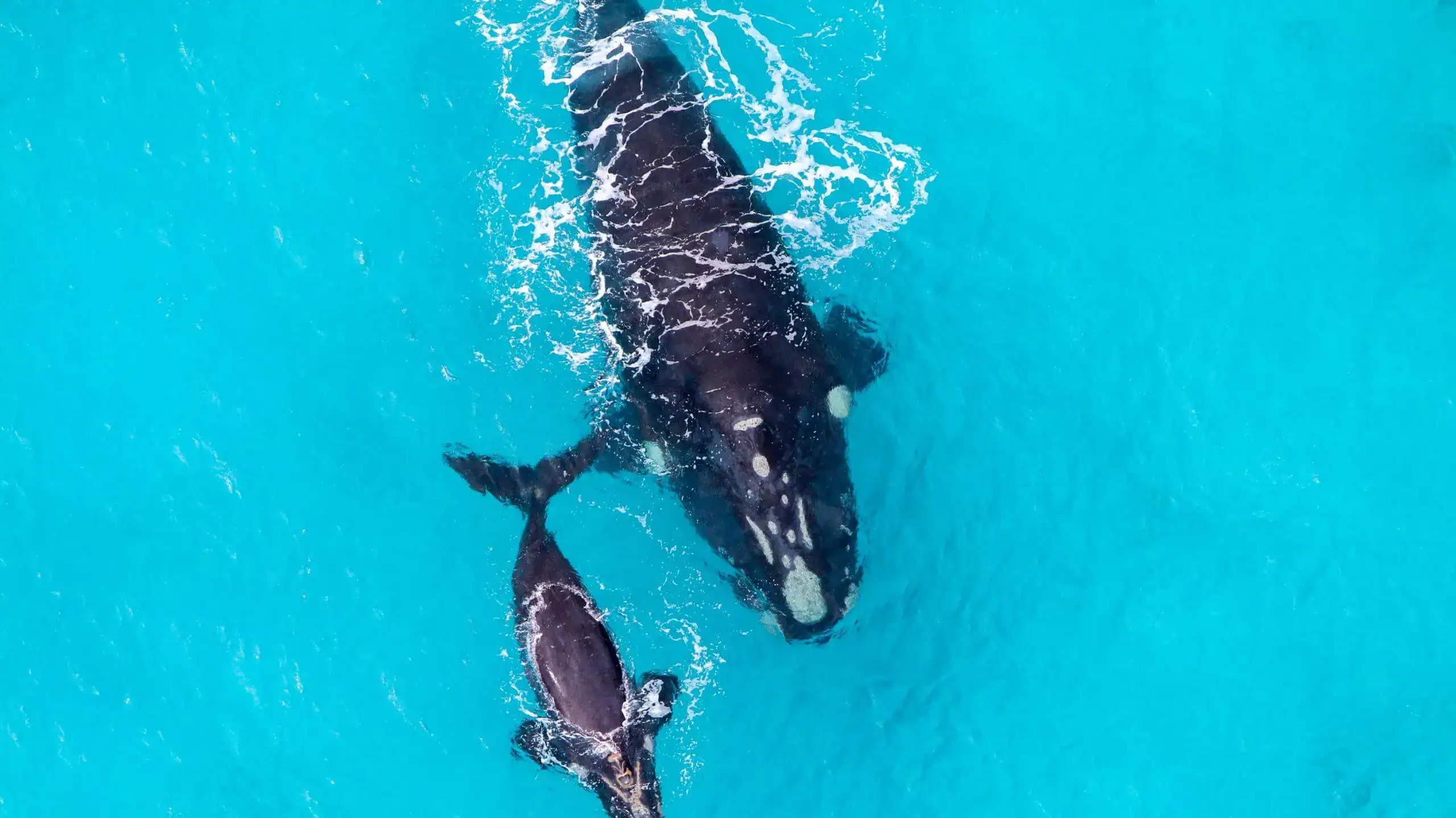 Aerial view of an adult whale and a calf swimming together in clear blue water.