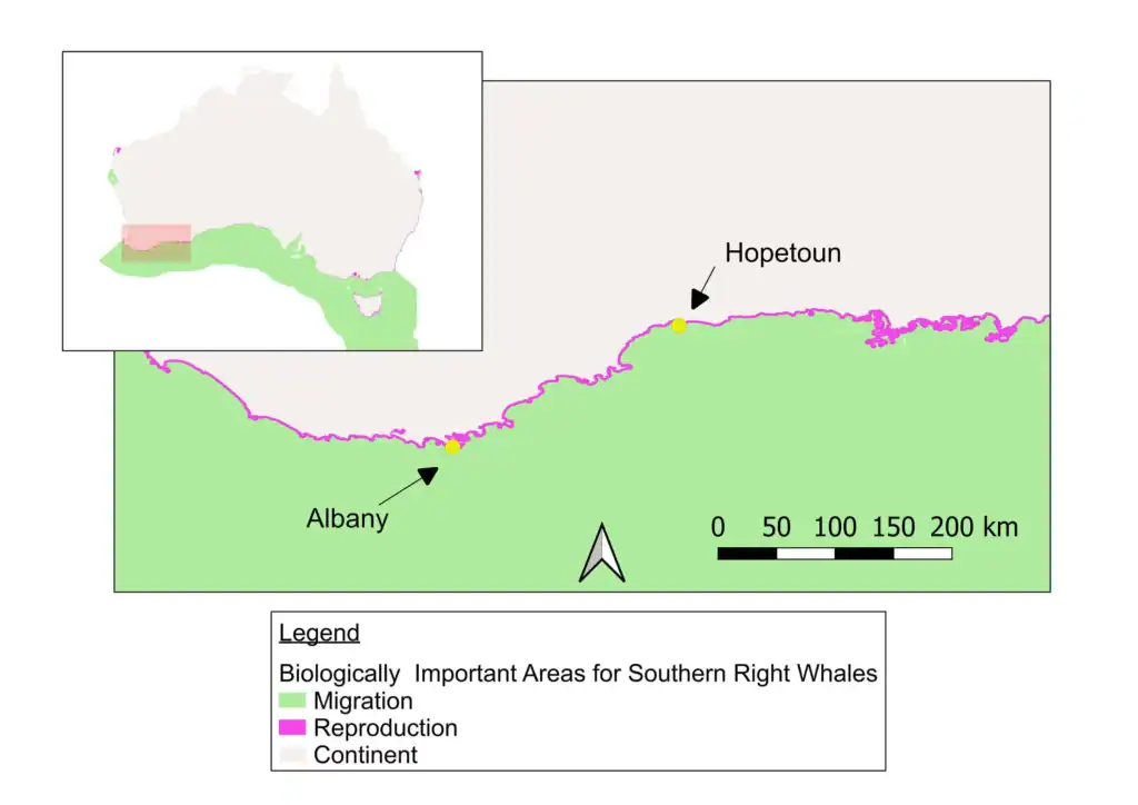 Map of southern Australia showing key whale areas: migration in pink, reproduction in yellow, and main cities marked.