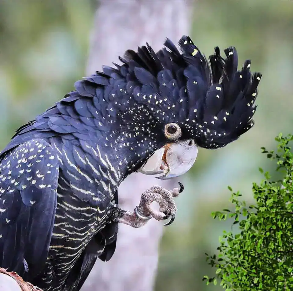 A black cockatoo with a raised crest and yellow spots perches near green foliage.