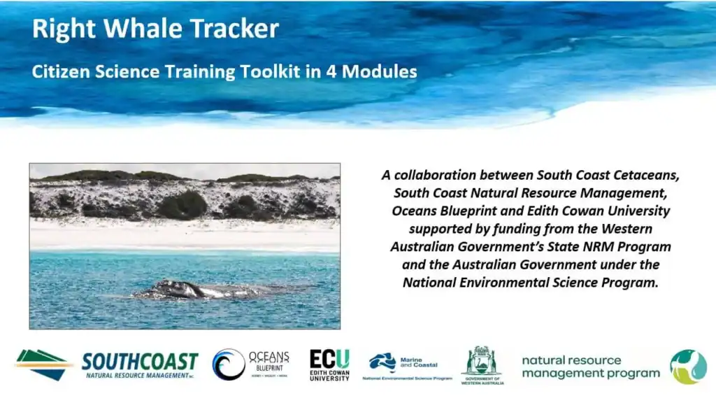 A right whale surfaces near a sandy shore, with training toolkit and partner logos displayed below.