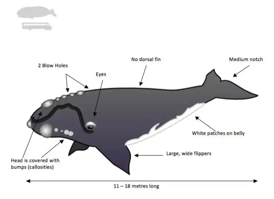 Diagram of a whale with labeled features, including blow holes, bumps, no dorsal fin, flippers, and white patches.