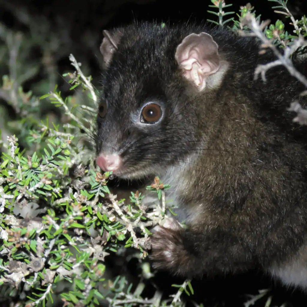 A close-up of a possum with dark fur climbing through leafy branches at night.