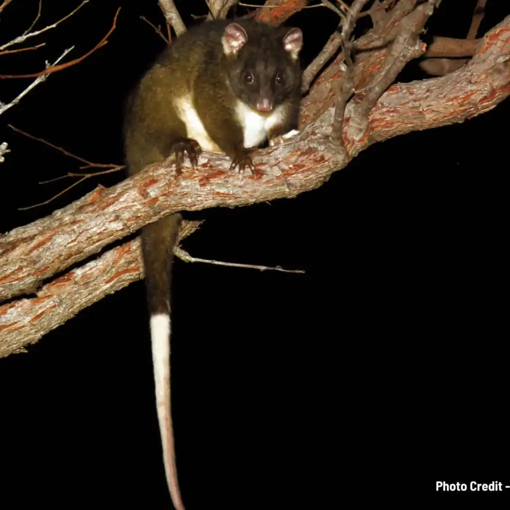 A possum with a long white tail sits on a tree branch at night against a black background.