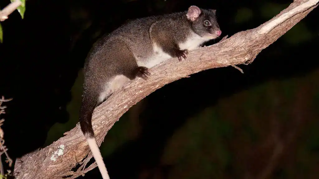 A dark-furred possum with a white belly and long tail sits on a tree branch at night.