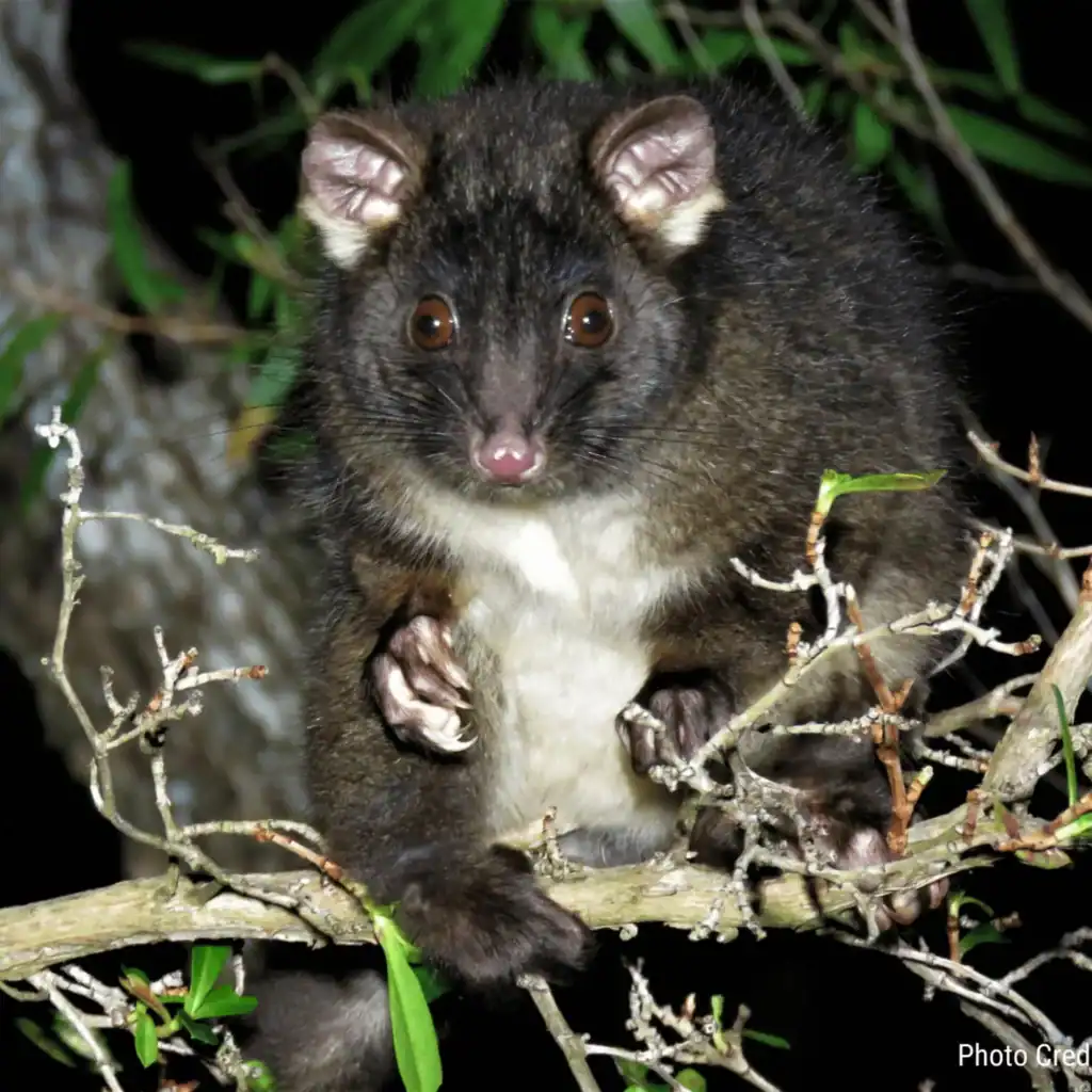 A dark-furred possum with big eyes sits on a tree branch at night, surrounded by leaves.