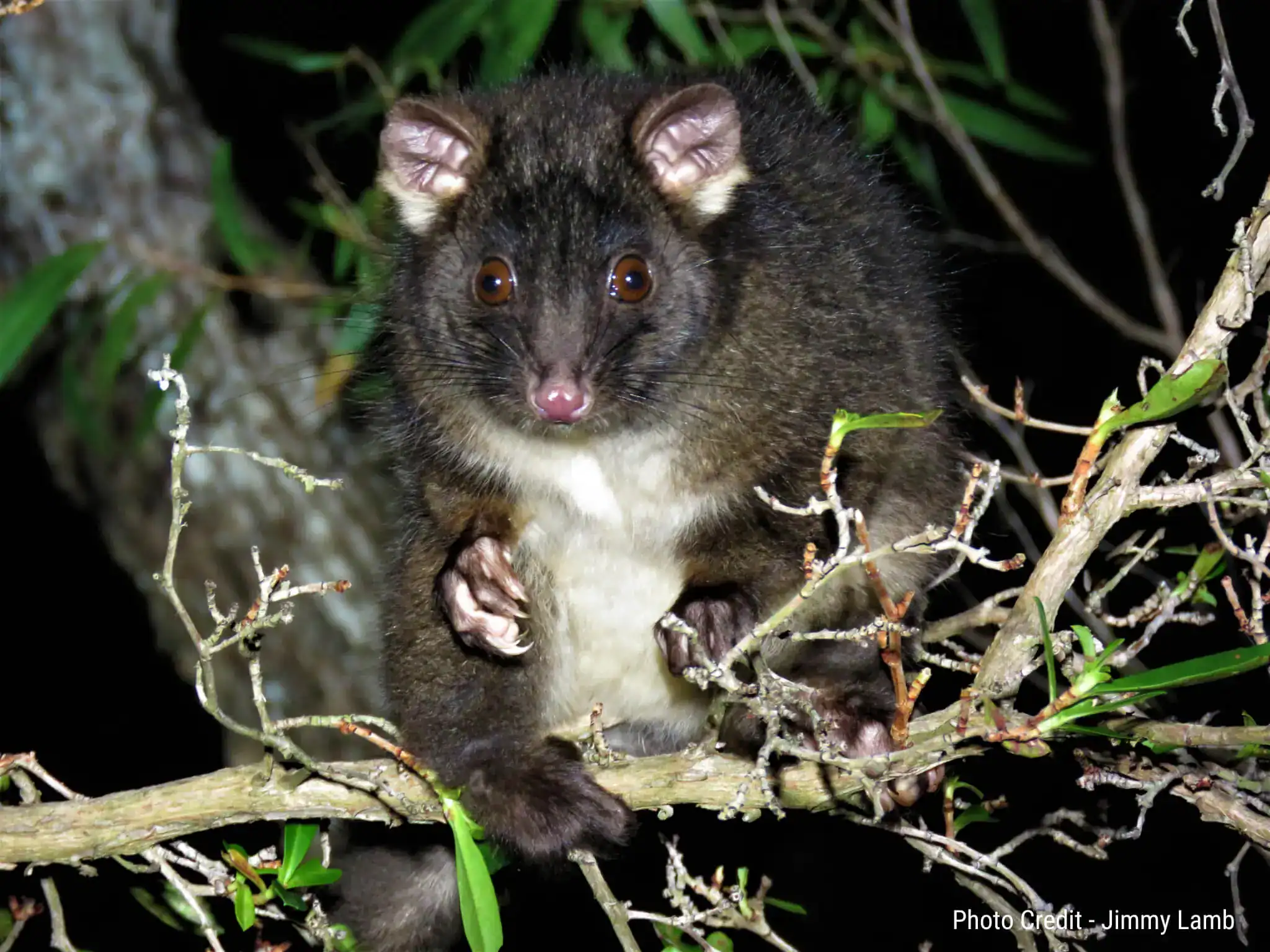 A common brushtail possum sits on a tree branch at night, looking towards the camera.