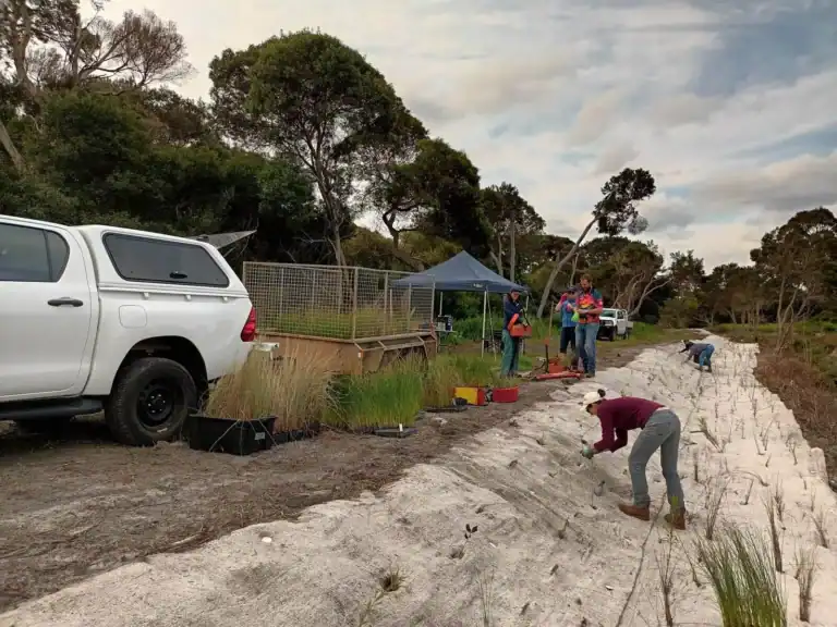 People planting grasses in sandy soil near a parked white truck and trees, with equipment and tents nearby.
