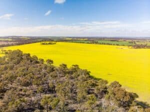 Aerial view of a bright yellow canola field next to a wooded area under a blue sky with scattered clouds.