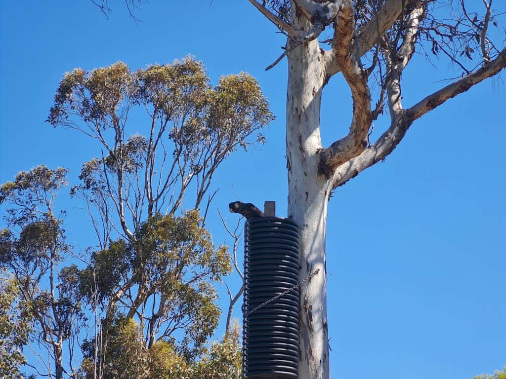 A black bird perched on a large black tube attached to a tall tree with blue sky in the background.