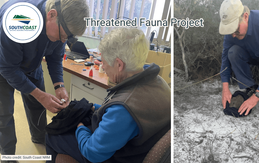 Two people tend to a small animal indoors; one person releases an animal outdoors for a fauna project.