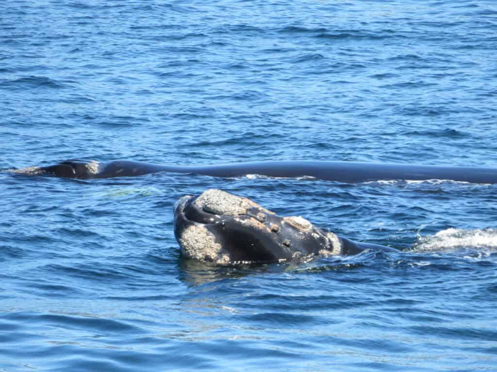 A whale with barnacles on its head surfaces in blue ocean water.