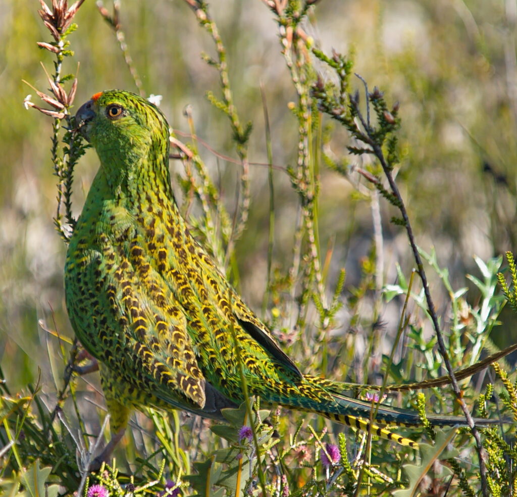 A green, yellow, and brown parrot camouflaged among tall grasses and foliage in the wild.