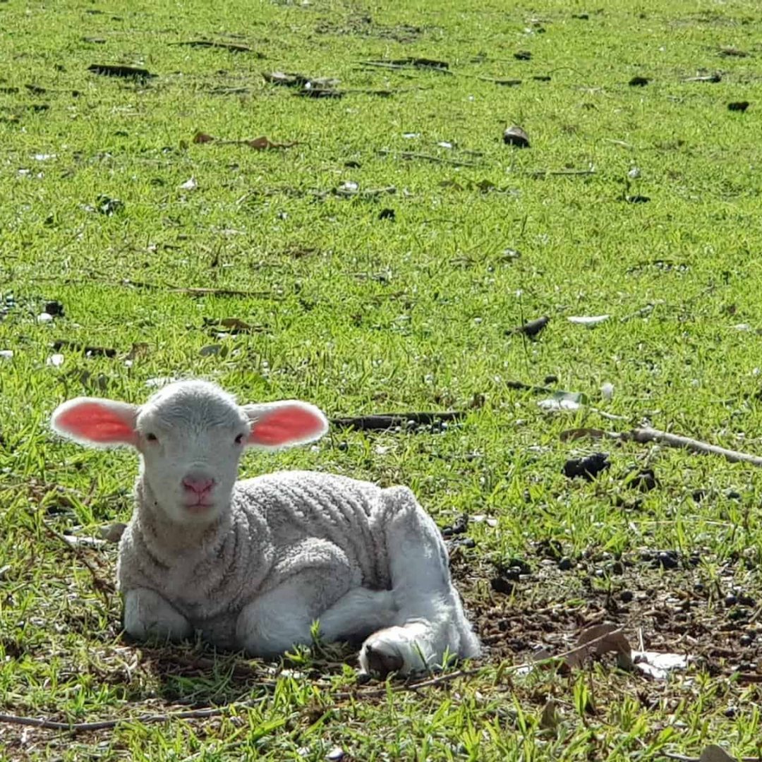 A lamb with pink ears lies on green grass in sunlight.