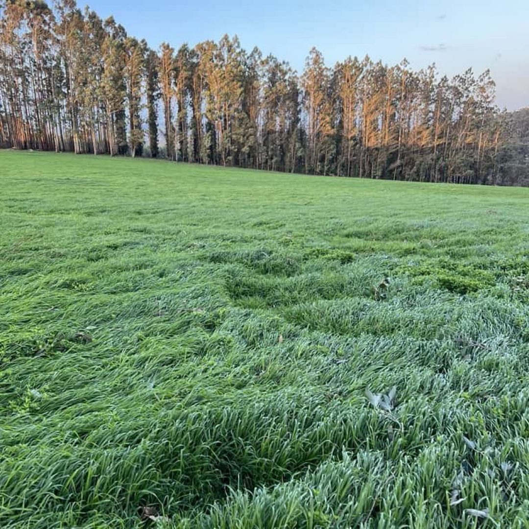 A lush green grassy field with tall trees in the background under a clear blue sky at sunset.