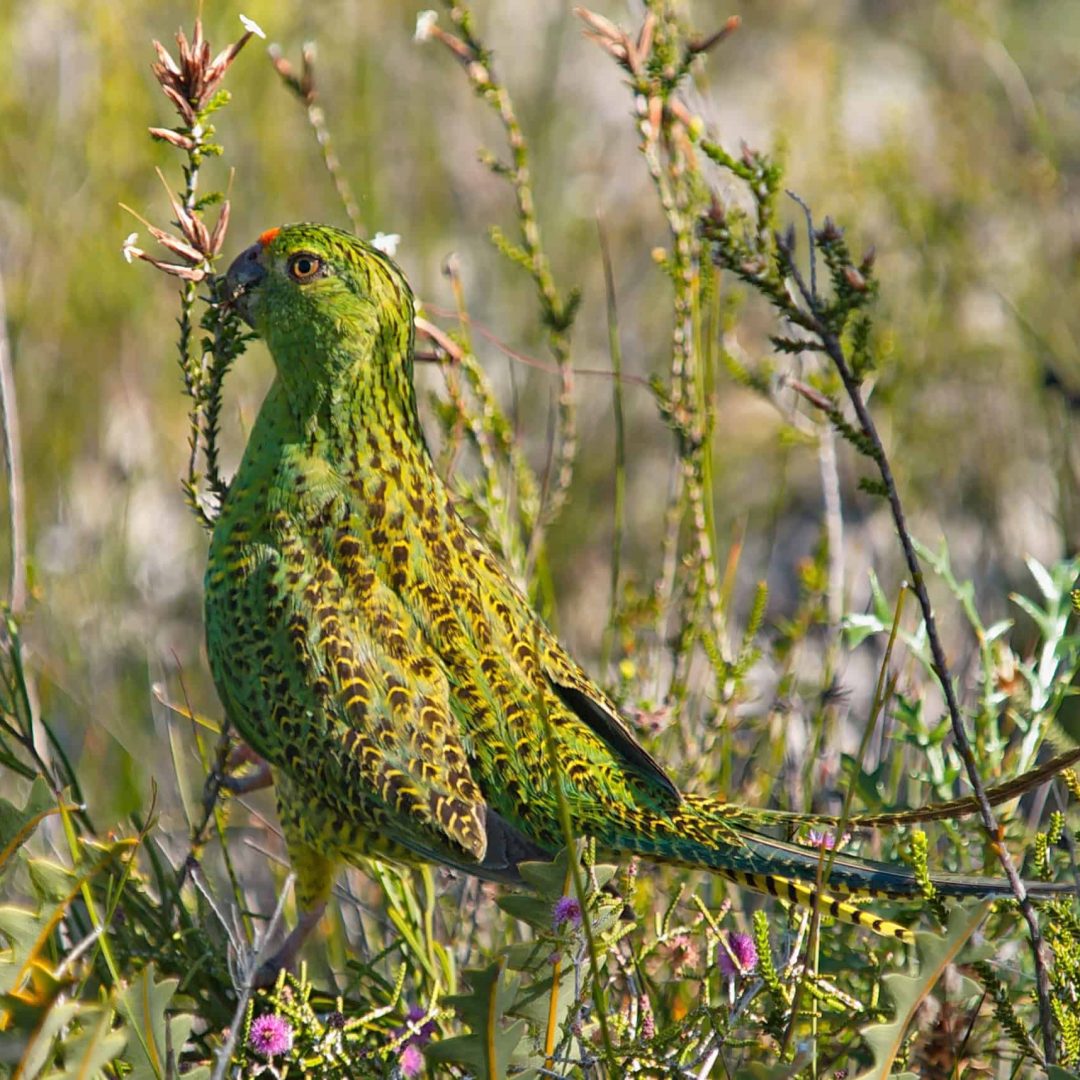 A green and yellow parrot camouflaged among tall grasses and wild plants.
