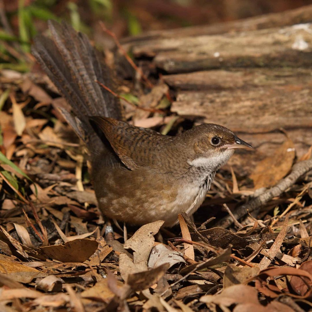 A small brown bird with a long tail stands among dry leaves and twigs on the ground.