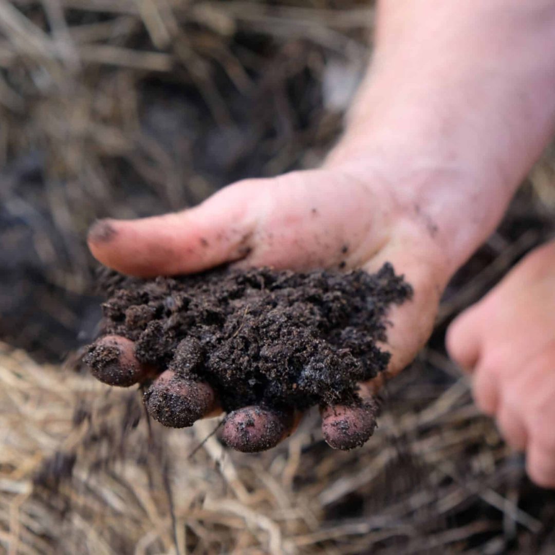 A hand holding dark, moist soil over a background of dry straw.