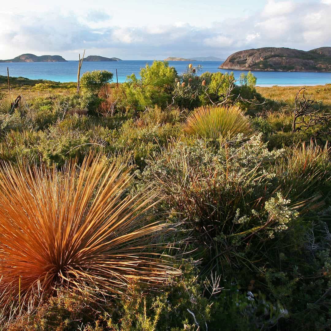 Coastal shrubland with spiky grass, calm blue water, and rocky hills under a partly cloudy sky.
