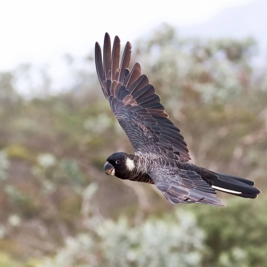A black cockatoo with outstretched wings flying outdoors over blurred green foliage.