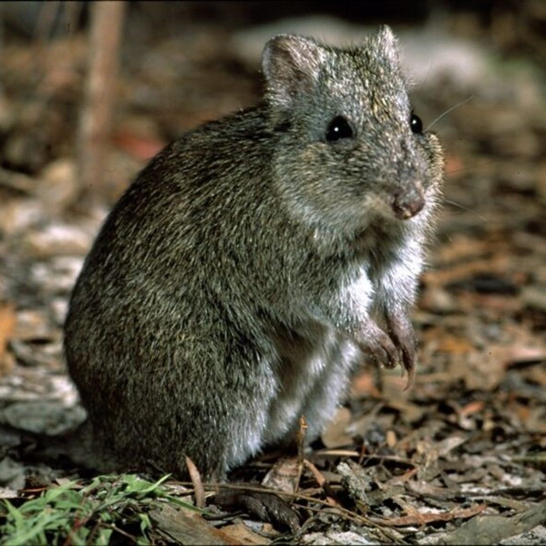 A small brown rodent sits upright on forest floor covered with dry leaves and twigs.